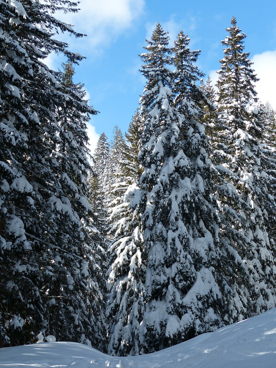 Image - fir firs trees snowy winter snow