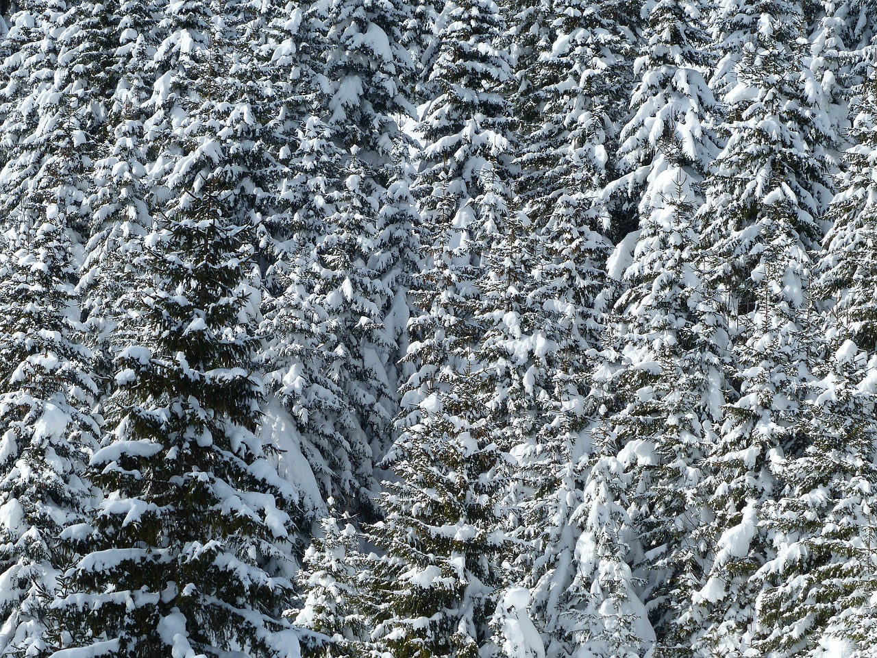 Image - fir firs trees snowy winter snow