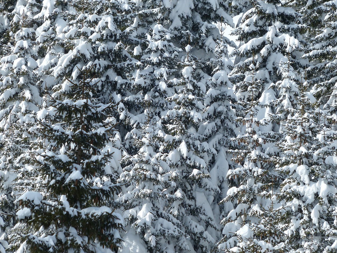 Image - fir firs trees snowy winter snow