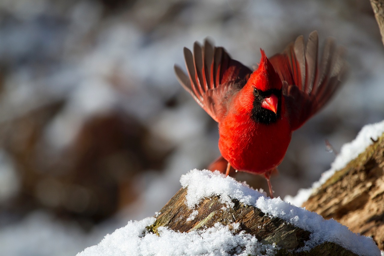 Image - northern cardinal male bird winter