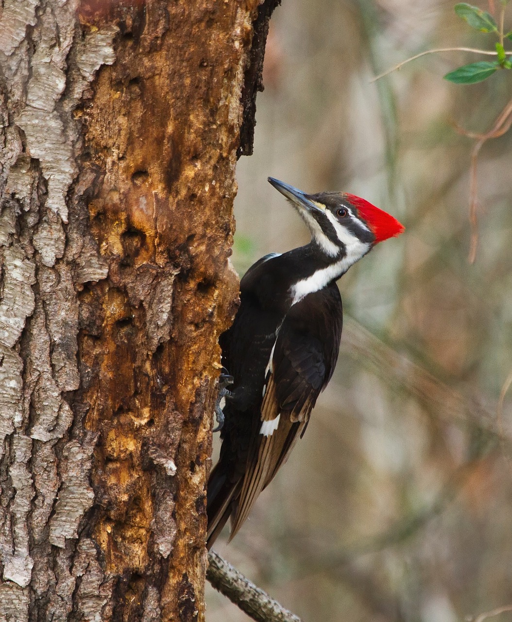 Image - pileated woodpecker bird wildlife