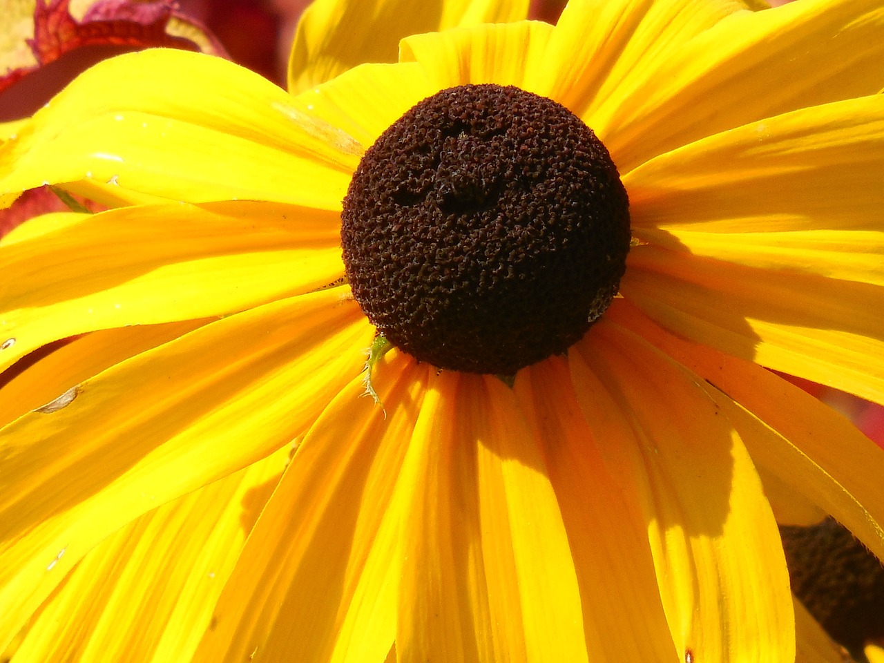 Image - black eyed susan flower yellow
