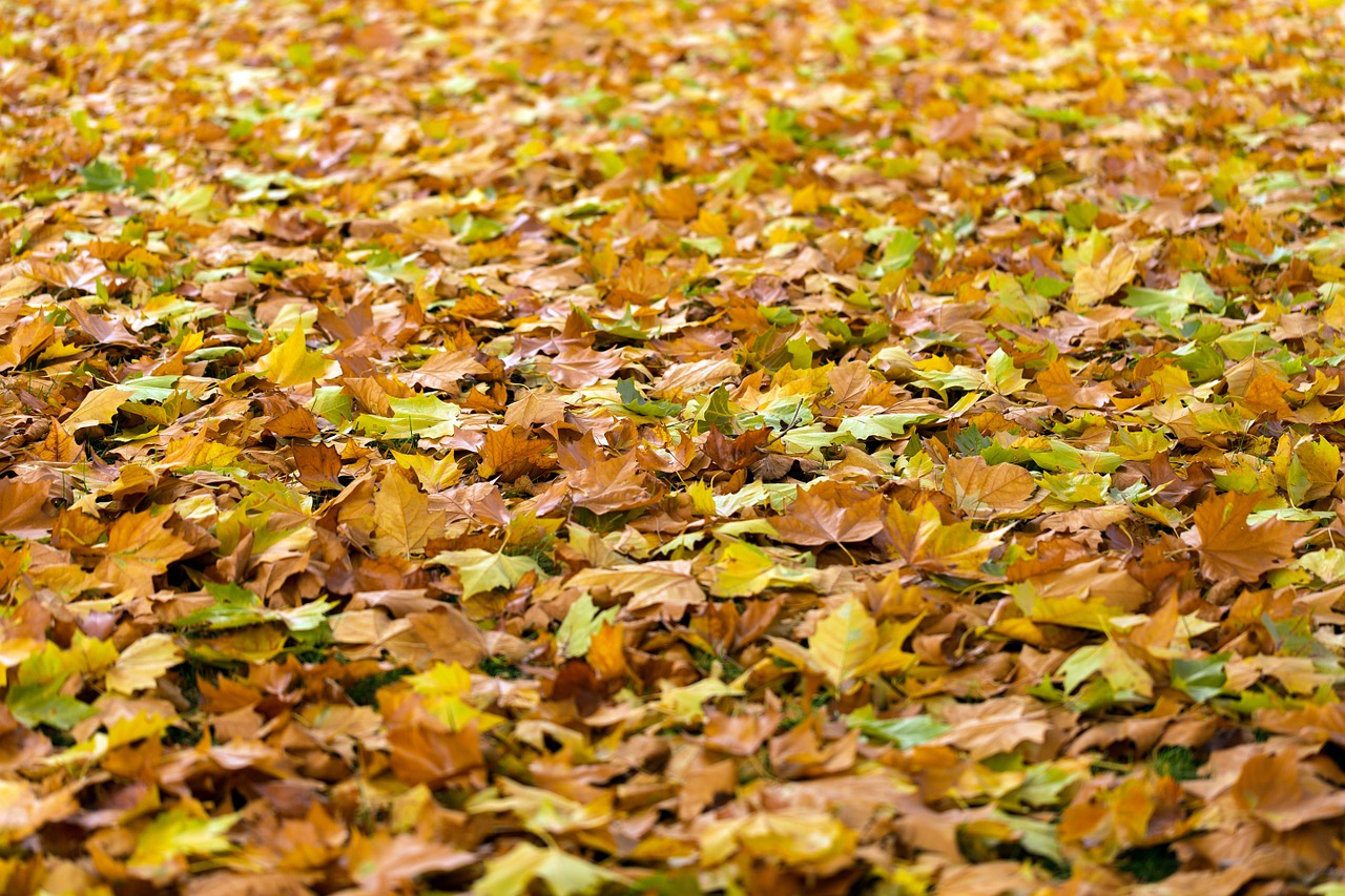 Image - autumn leaves fall background