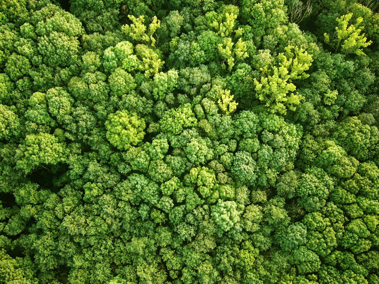 Image - bird s eye view forest aerial view