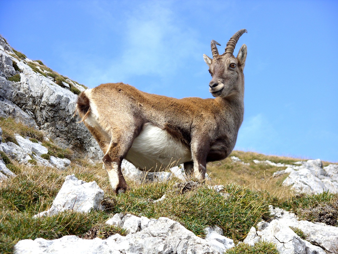 Image - goat mountain mountain goat ibex