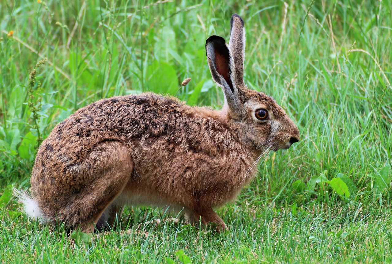 Image - hare animal nature bunny meadow