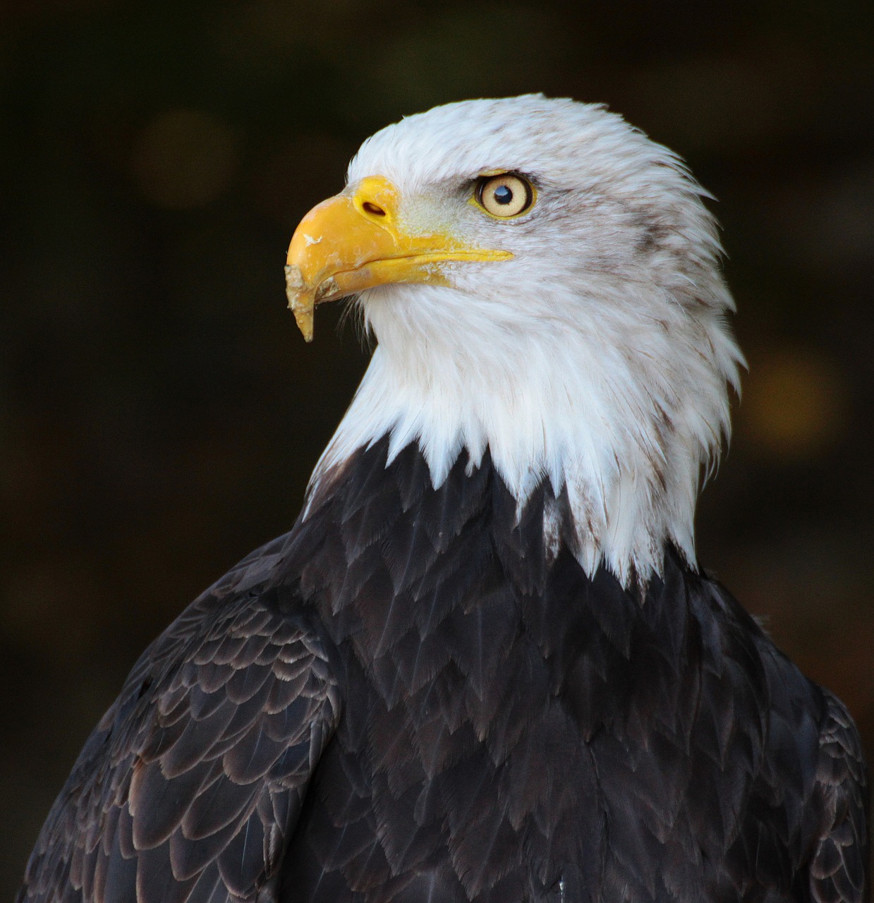 Image - eagle bird outside beak wild