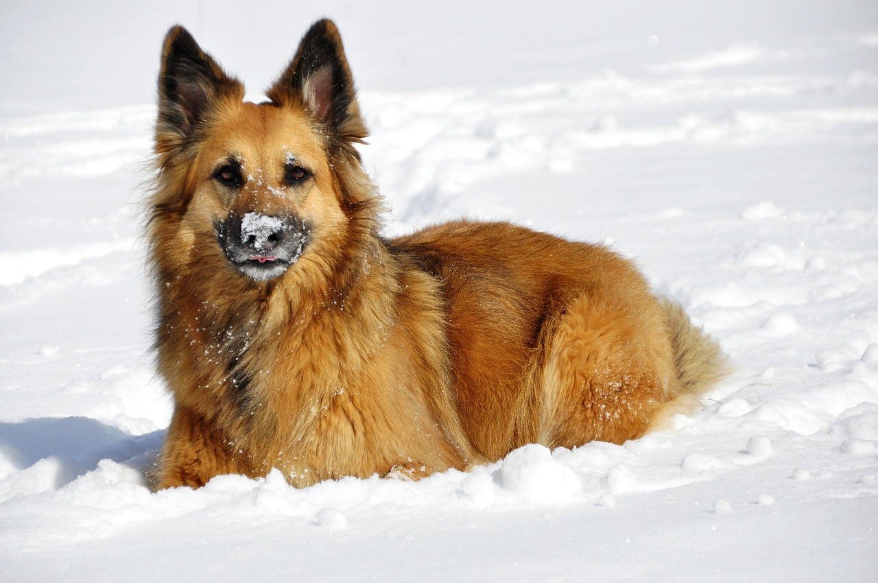 Image - dog play concerns winter snow