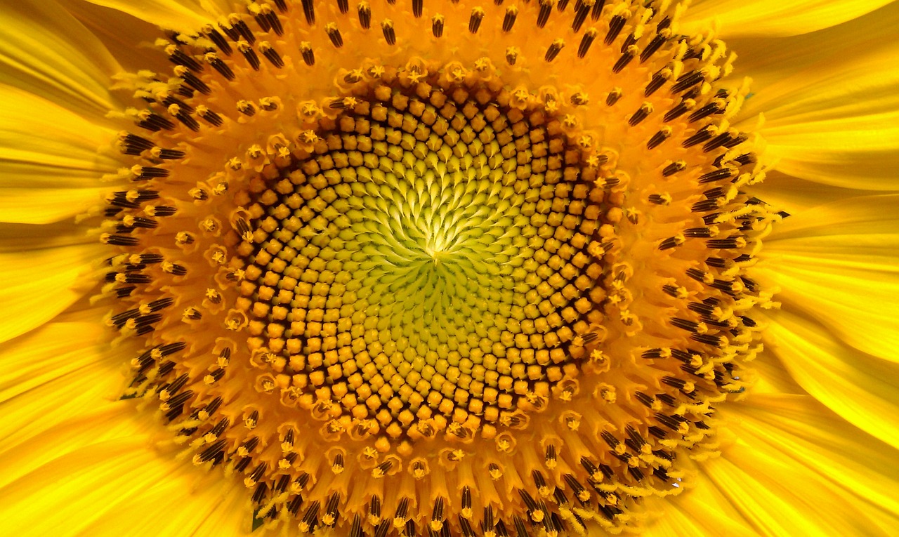 Image - sunflower flowers helianthus sun