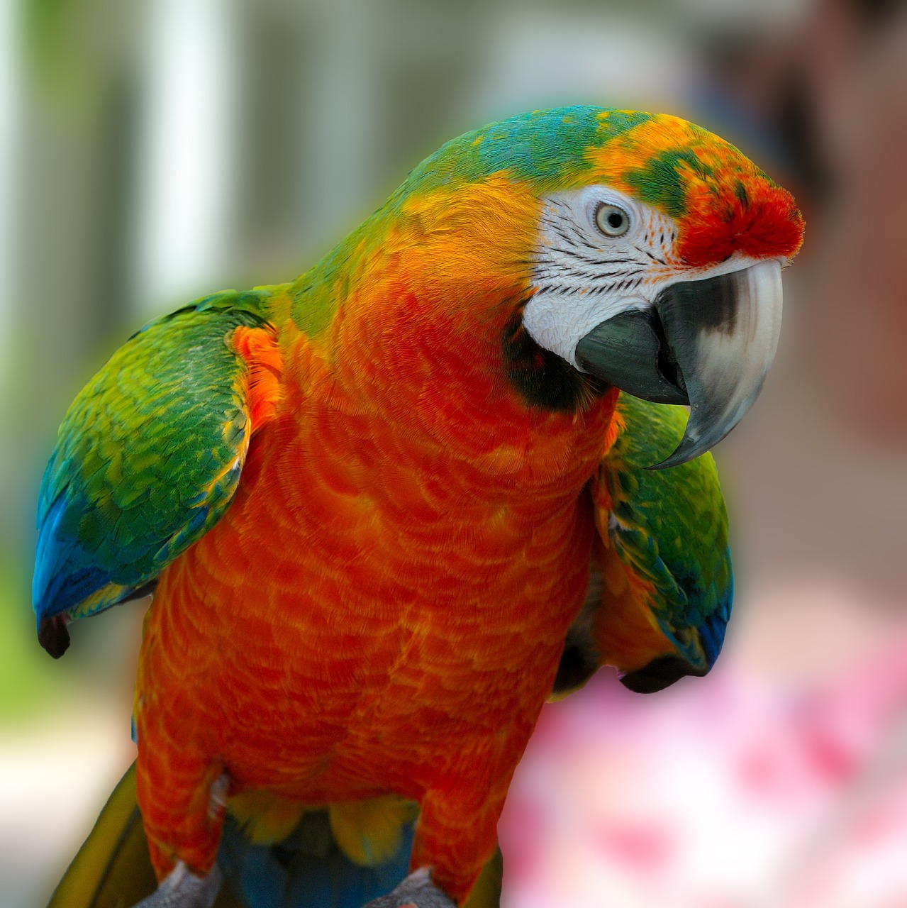 Image - macaw parrot bird hybrid green
