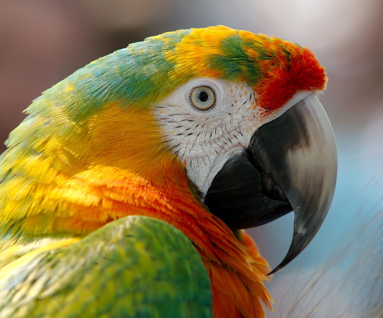 Image - macaw parrot bird hybrid red