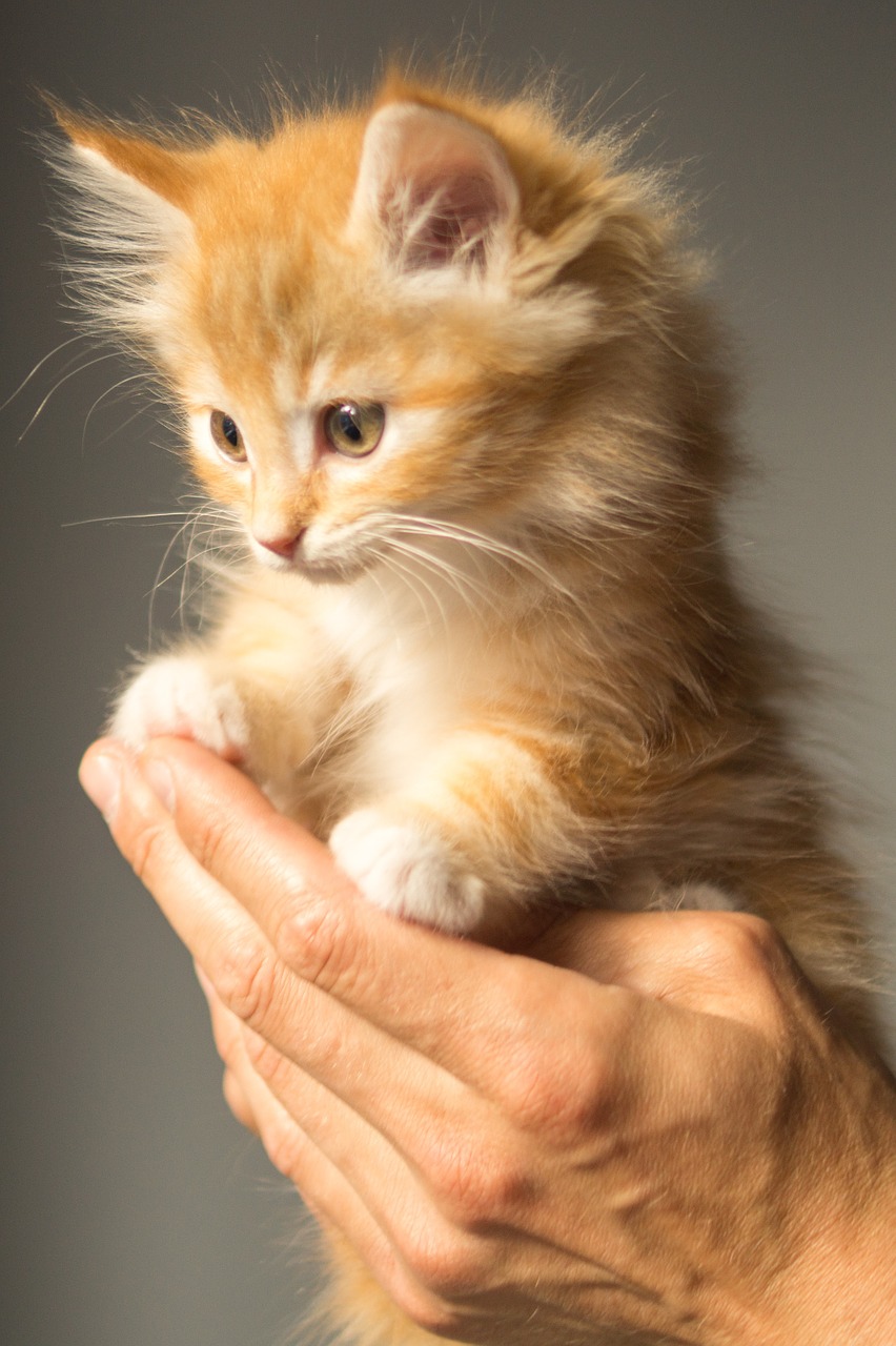 Image - kitten cute cat animal pet young