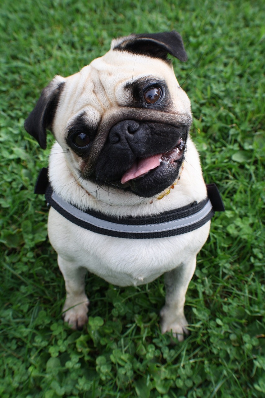 Image - pug dog pet cute black