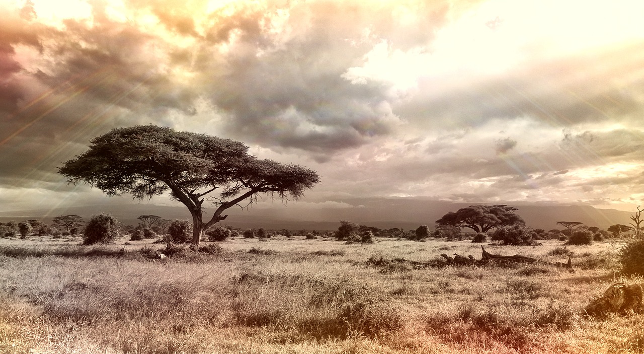 Image - africa savannah national park tree