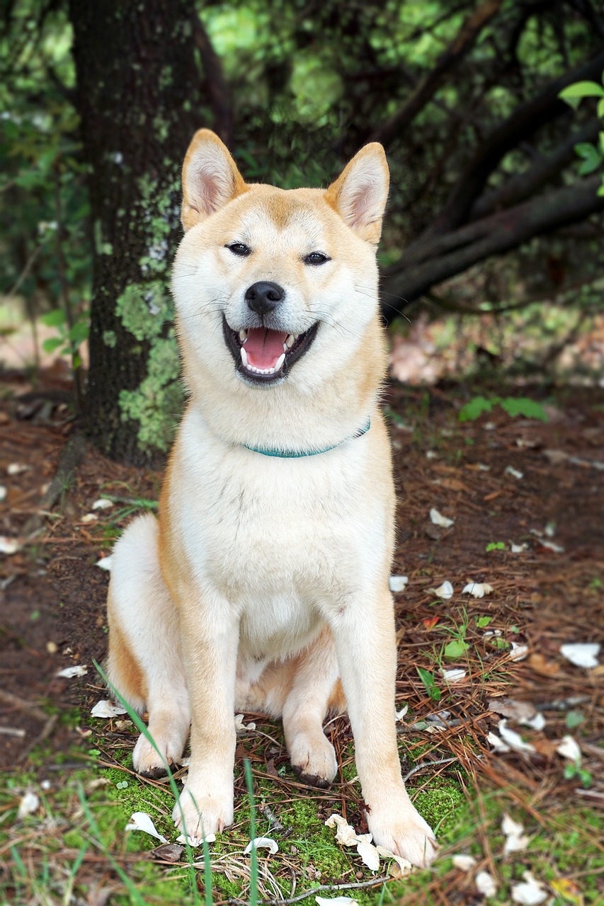 Image - shiba inu dog shiba inu japanese