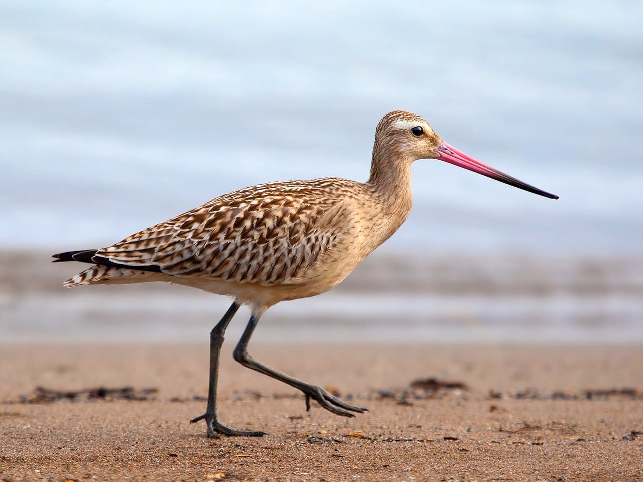 Image - bar tailed godwit godwit bar tailed