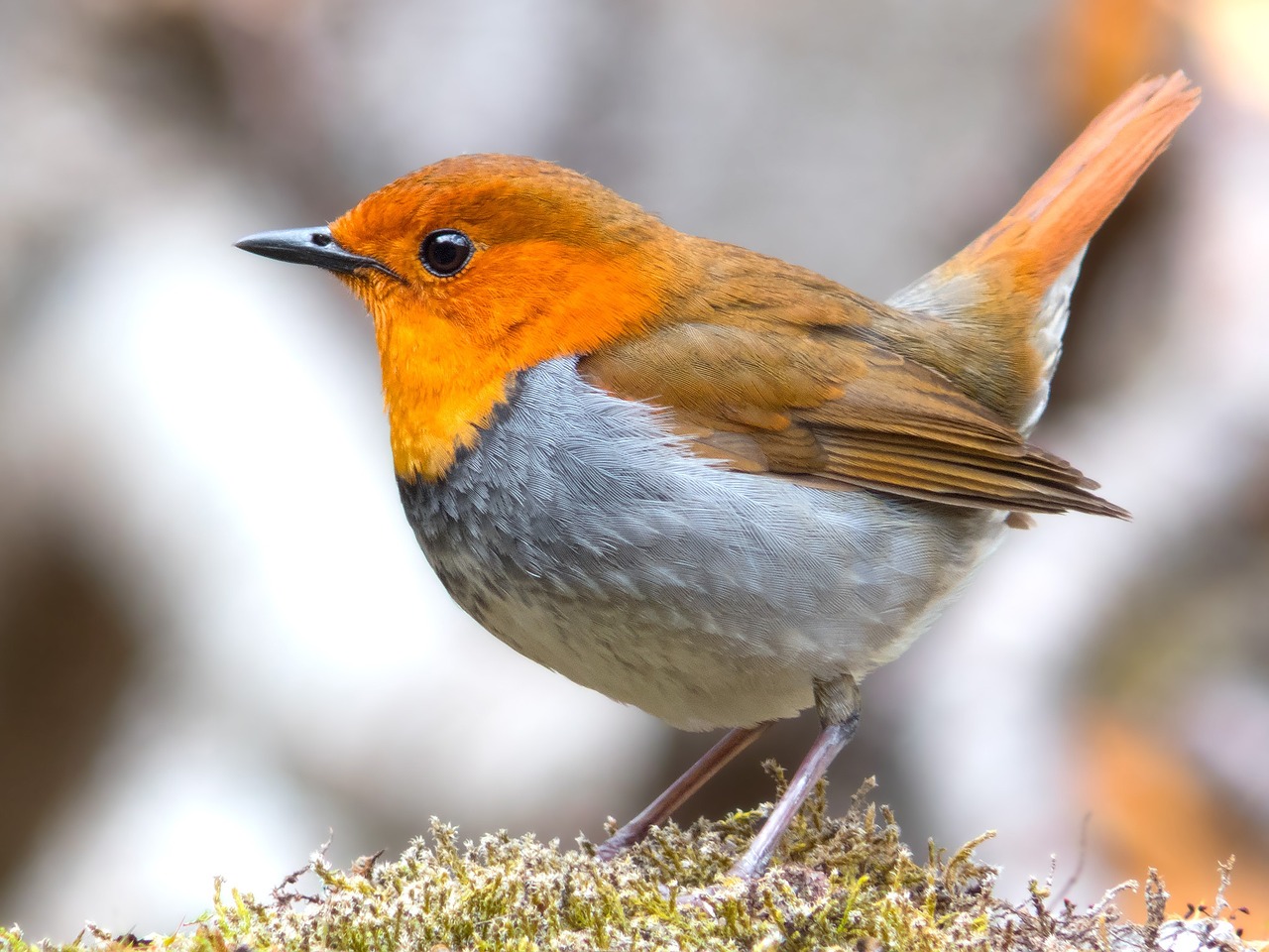 Image - robin bird japanese robin wildlife