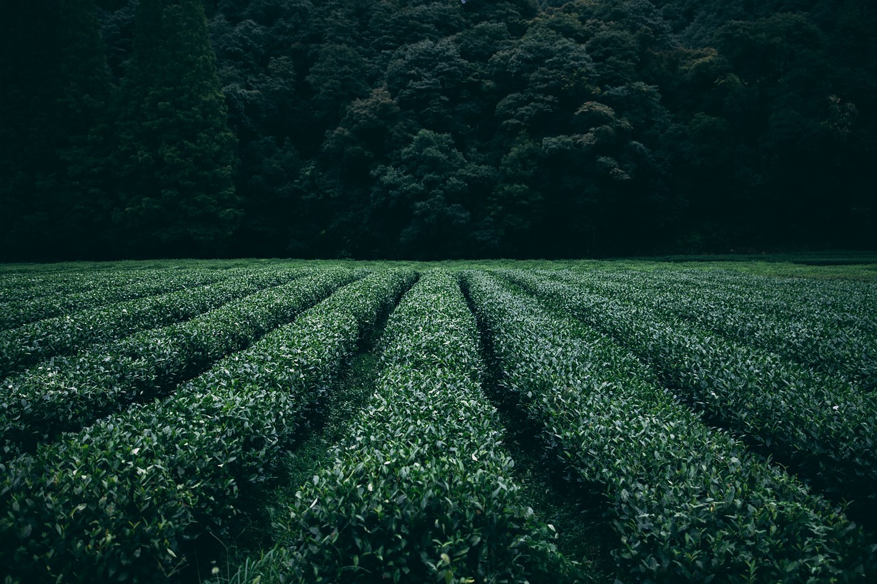 Image - plantation tea field agriculture