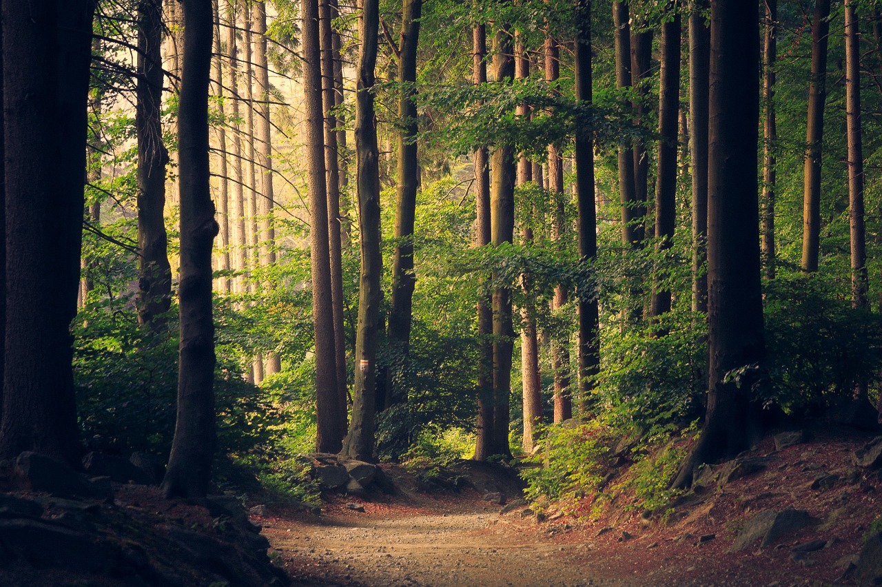 Image - woods trees pathway forest green