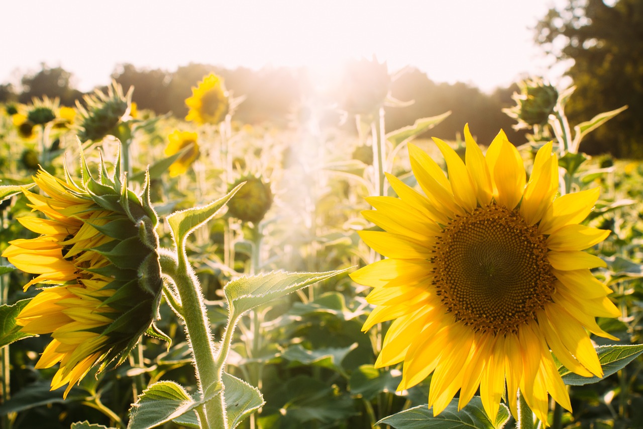 Image - sunflowers yellow sunlight nature