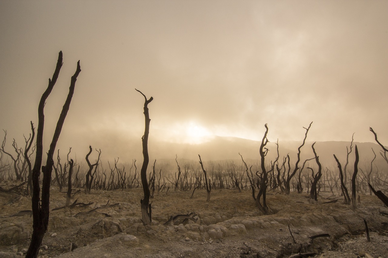 Image - dead trees dry deserted dead wood