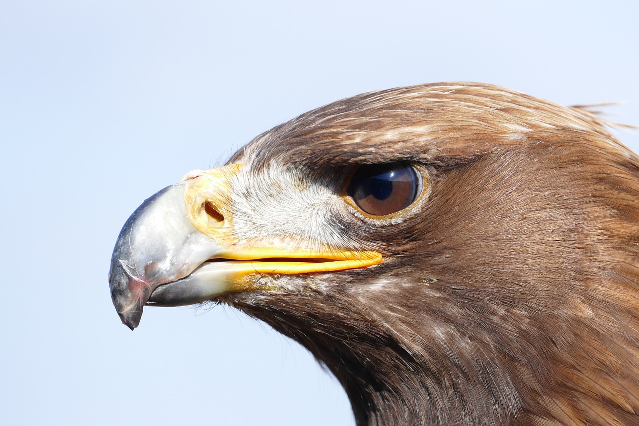 Image - adler bird bird of prey raptor