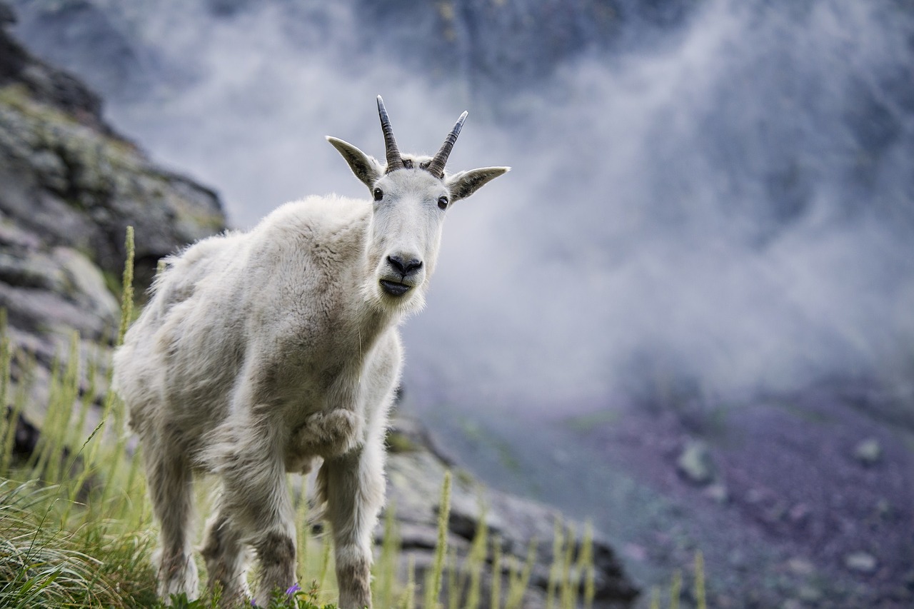 Image - mountain goat wildlife nature