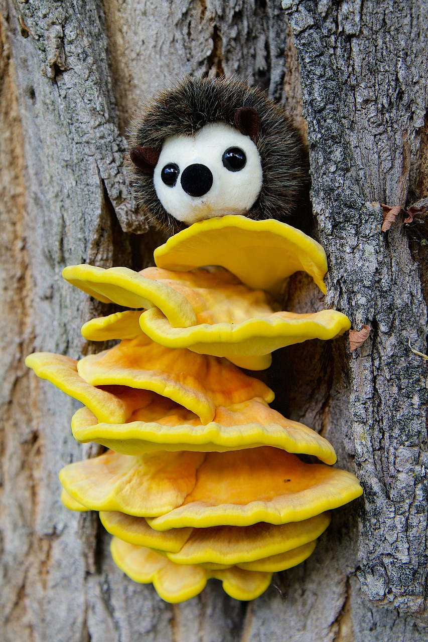 Image - nature tree tree bark mushroom