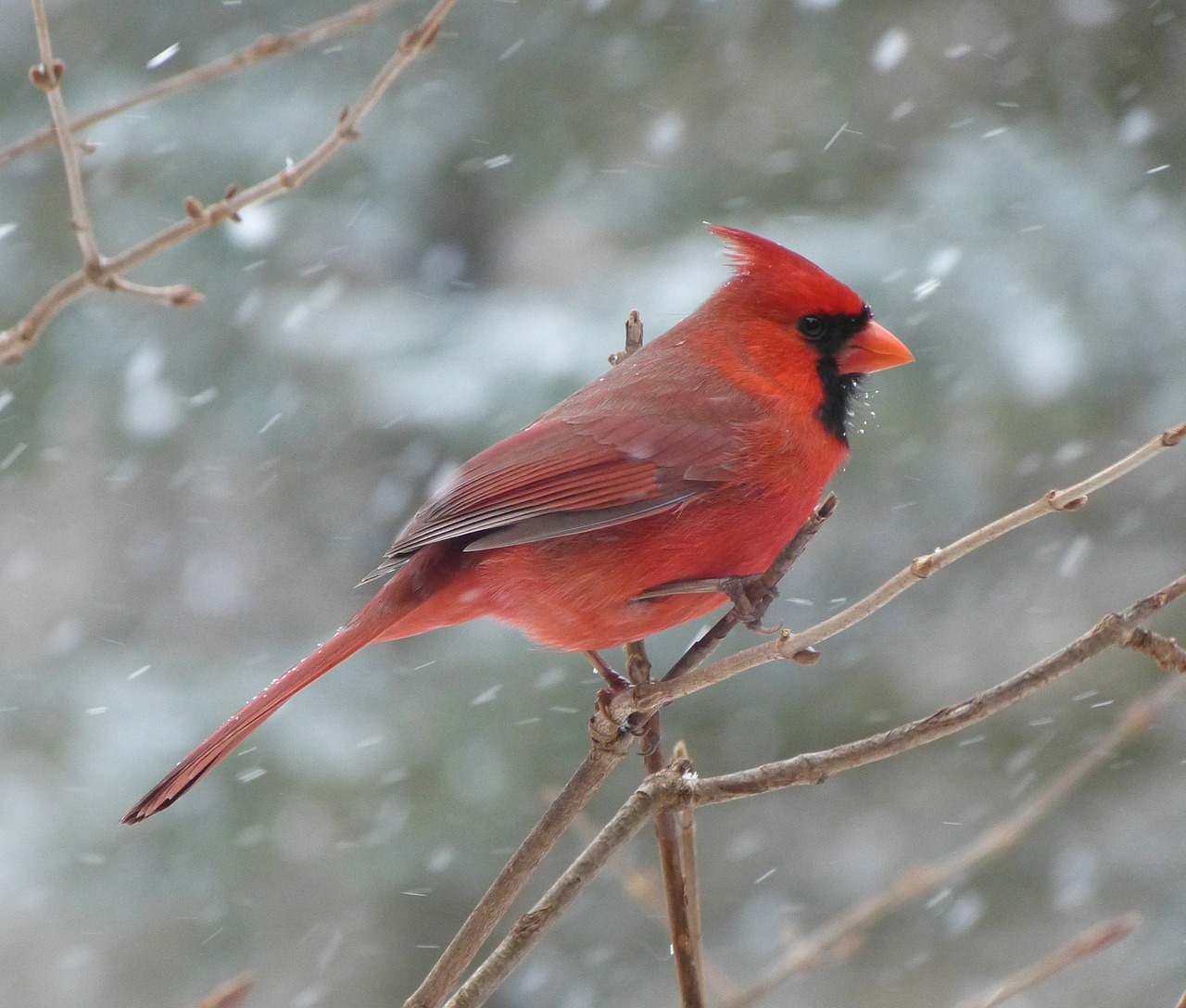 Image - bird cardinal male snow winter