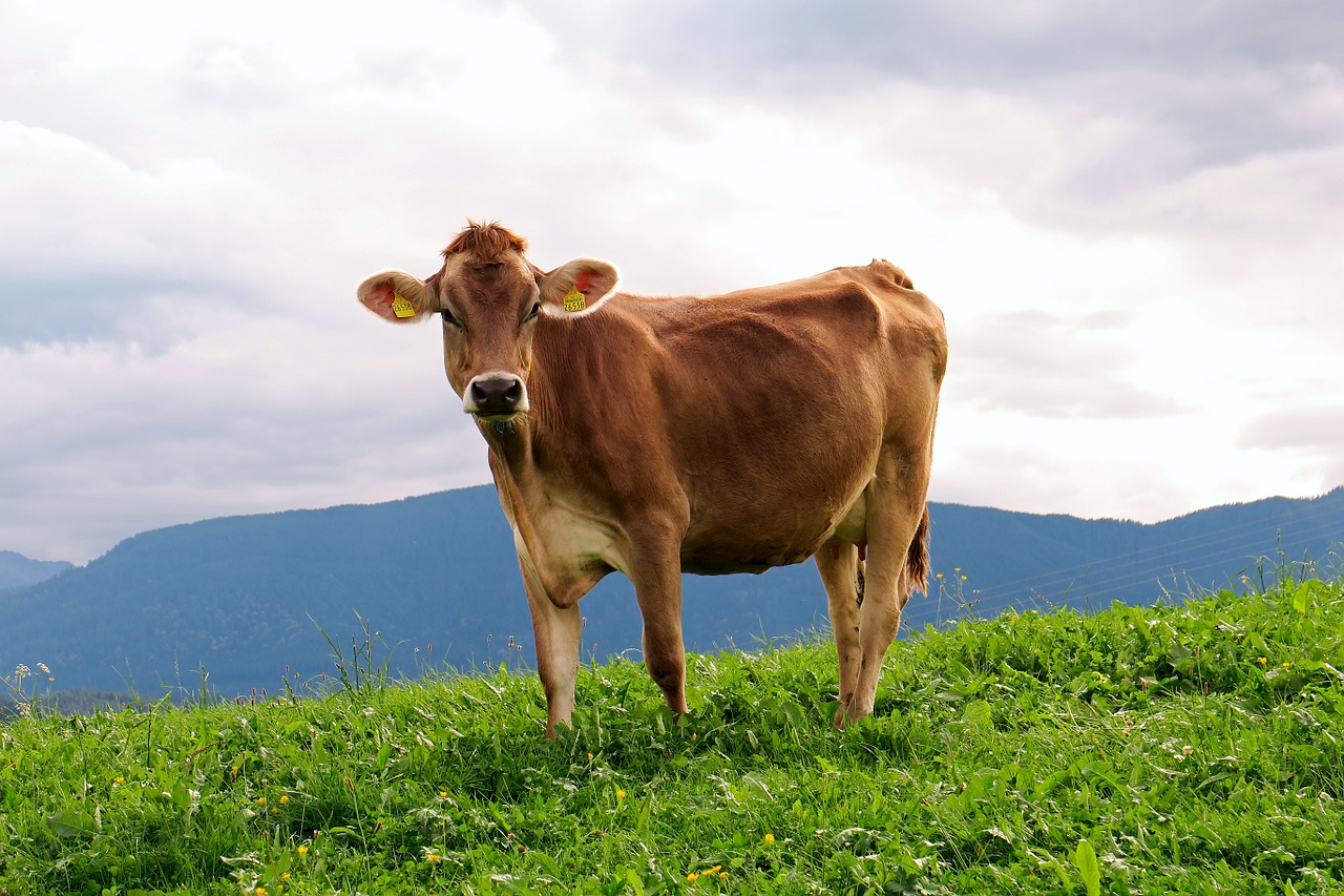 Image - cow animal milk cow meadow alpine