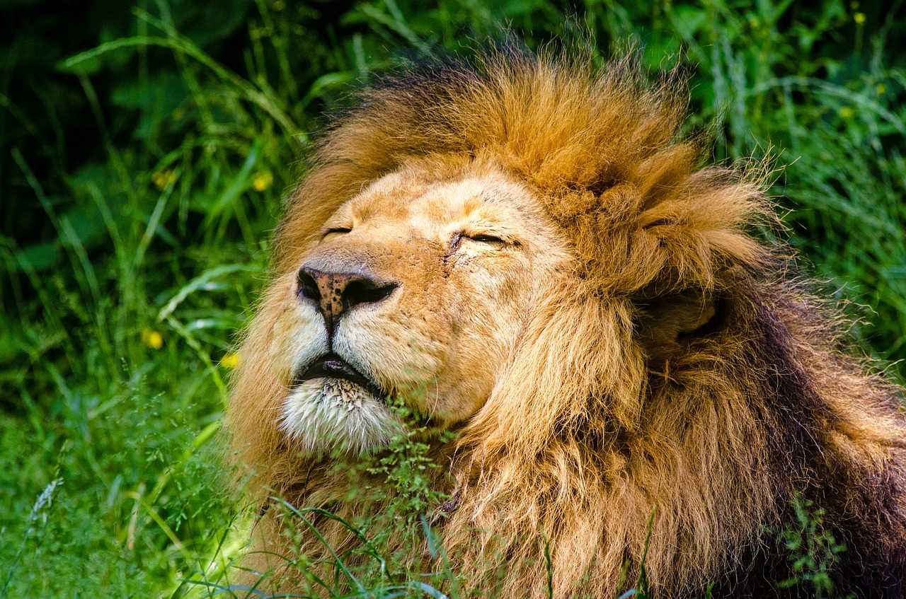 Image - african lion lion male mane lazy