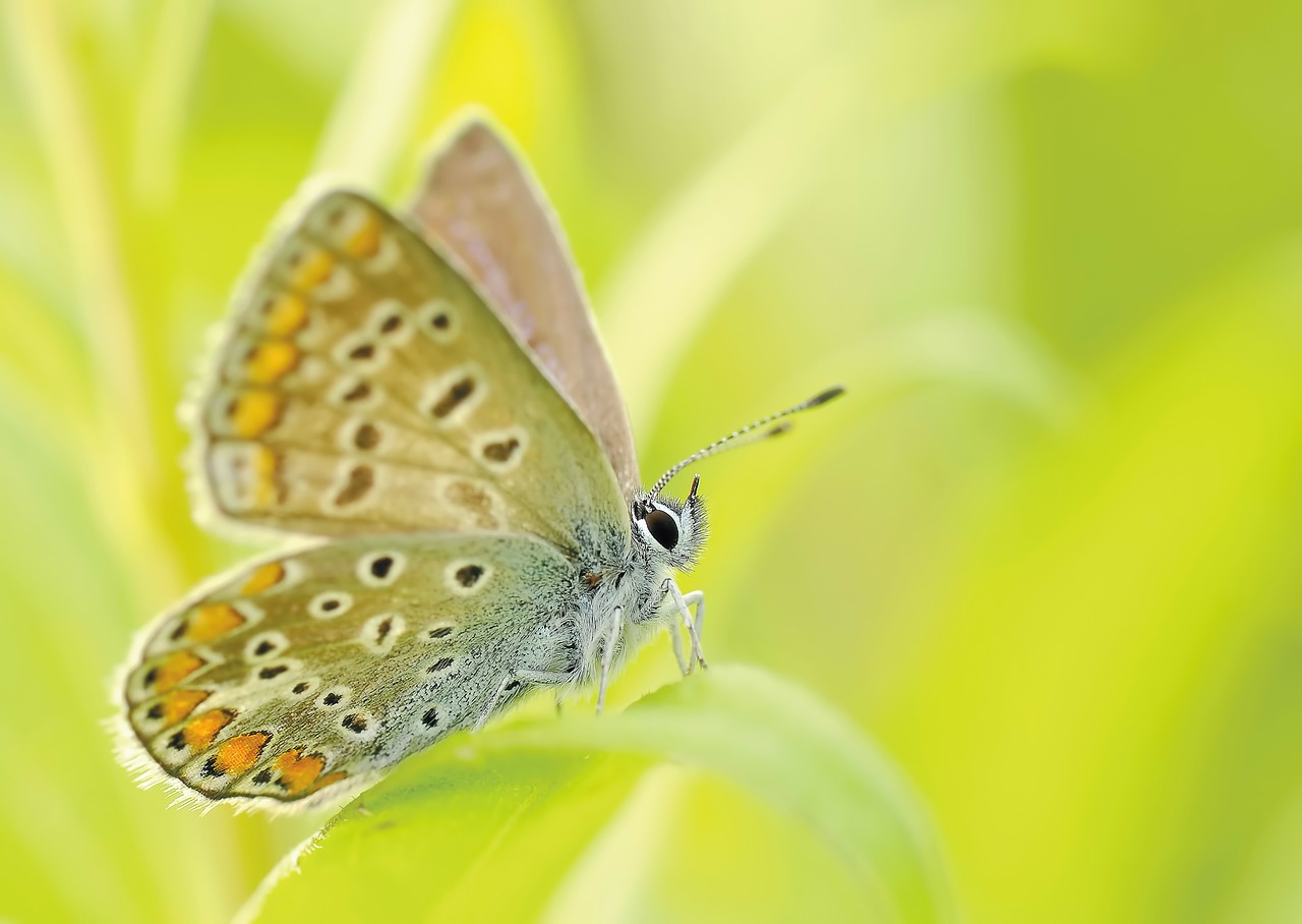 Image - butterflies insect bezkręgowiec