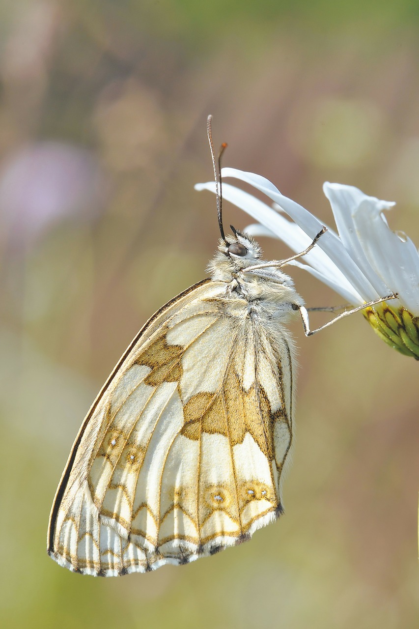 Image - nature insect butterfly macro