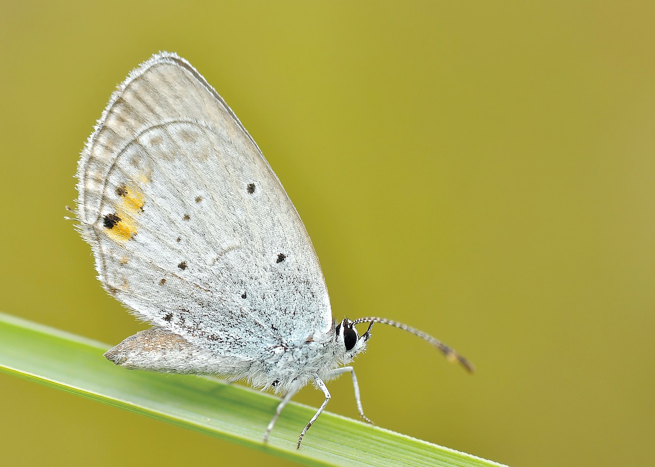 Image - nature insect butterfly macro