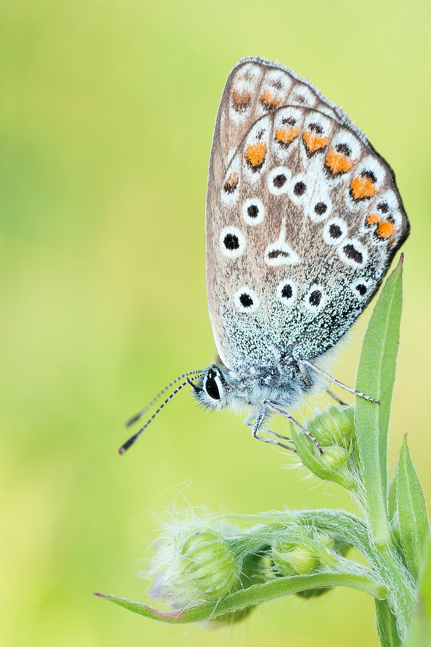 Image - nature insect butterfly macro