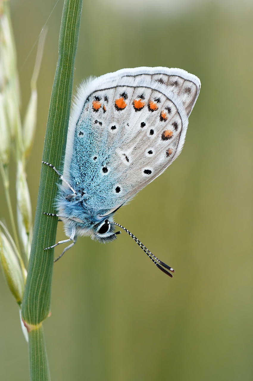 Image - nature insect butterfly macro