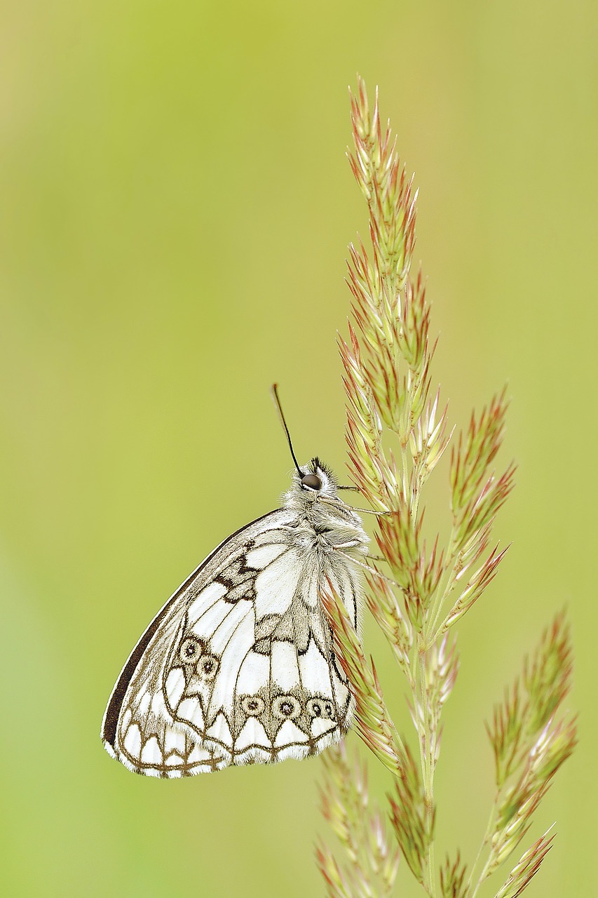 Image - nature insect butterfly macro