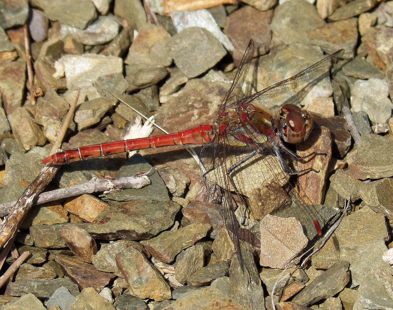 Image - dragonfly red insect stones
