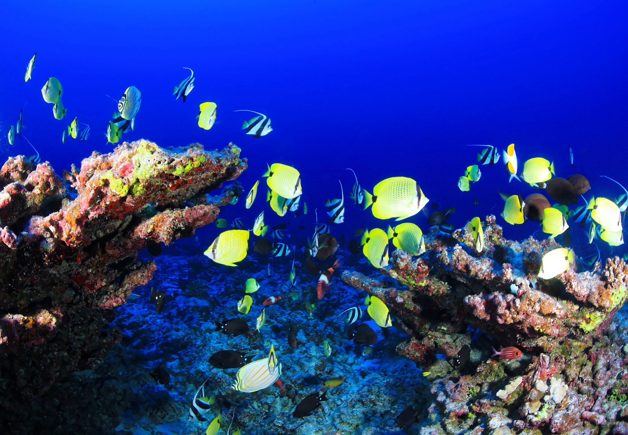 Image - coral reef deep reef fish ocean
