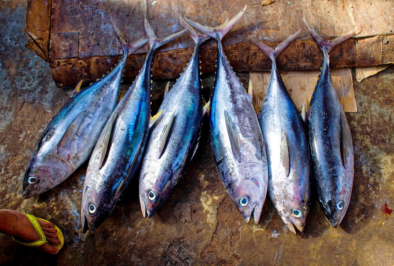 Image - tuna fish tuna fish catch scales