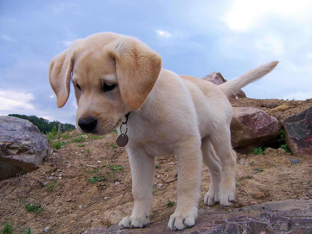 Image - dog puppy pet animal cute