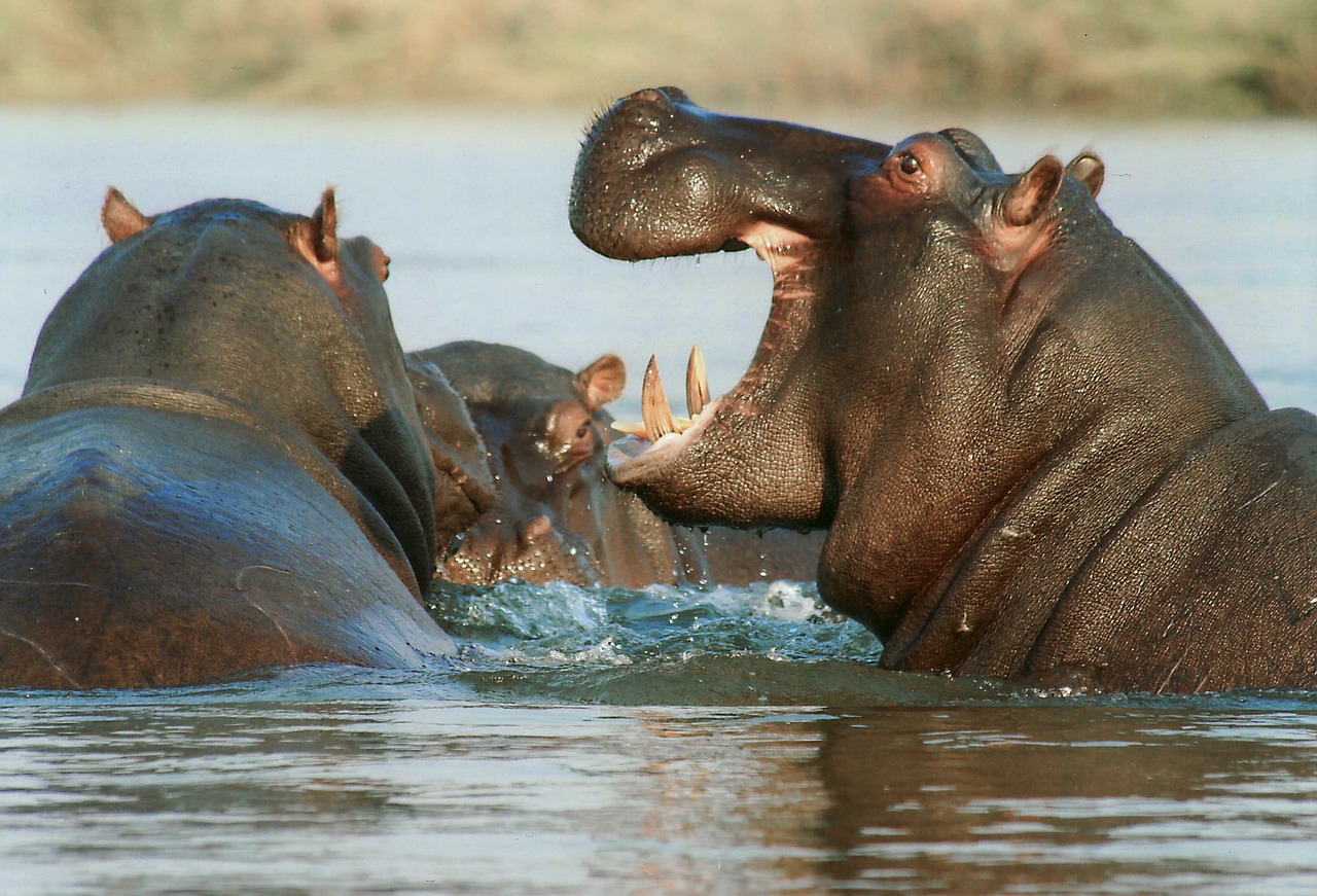 Image - river horse hippopotamus hippo