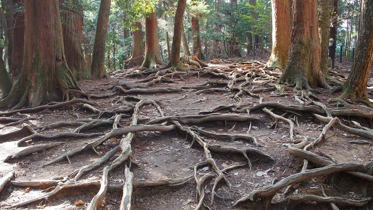 Image - japan mount kurama woods tree wood