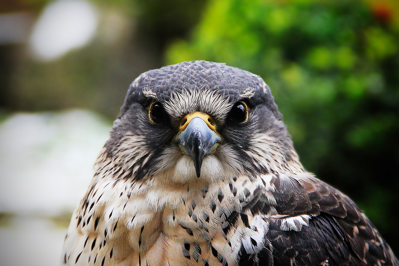 Image - hawk falcon bird feather hunter