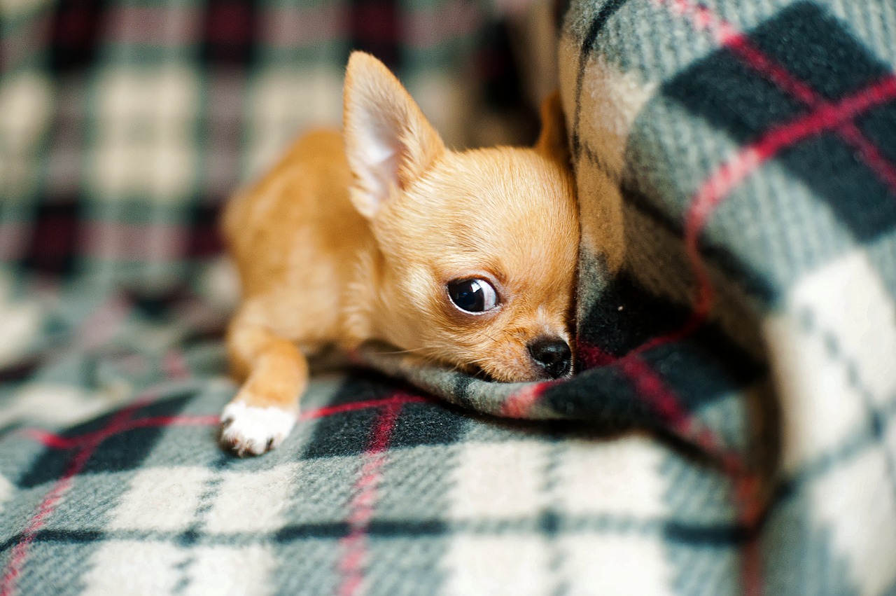 Image - chihuahua puppy chihuahua dog small