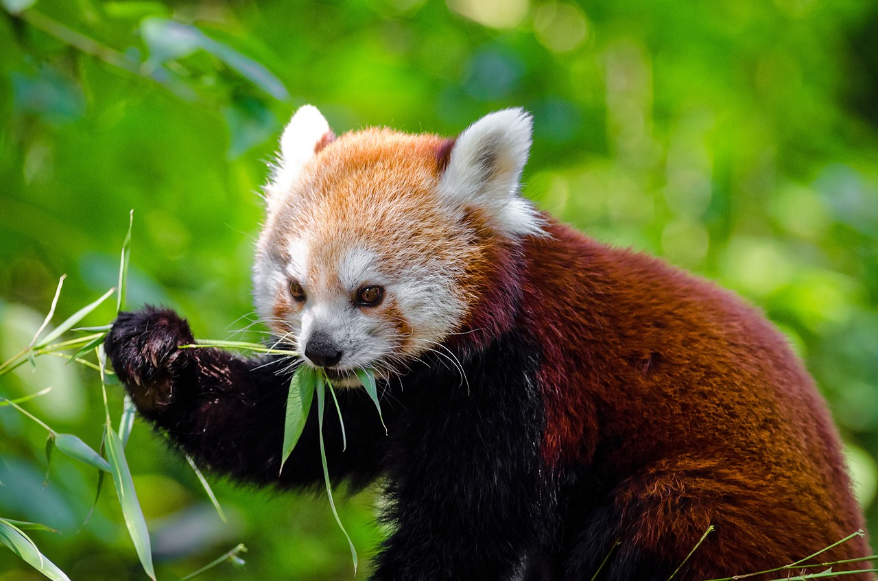 Image - red panda animal panda wild
