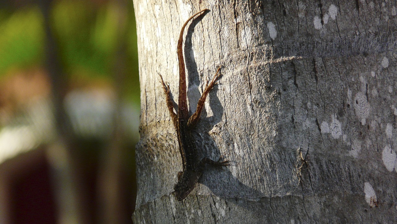 Image - lizard nature live creature