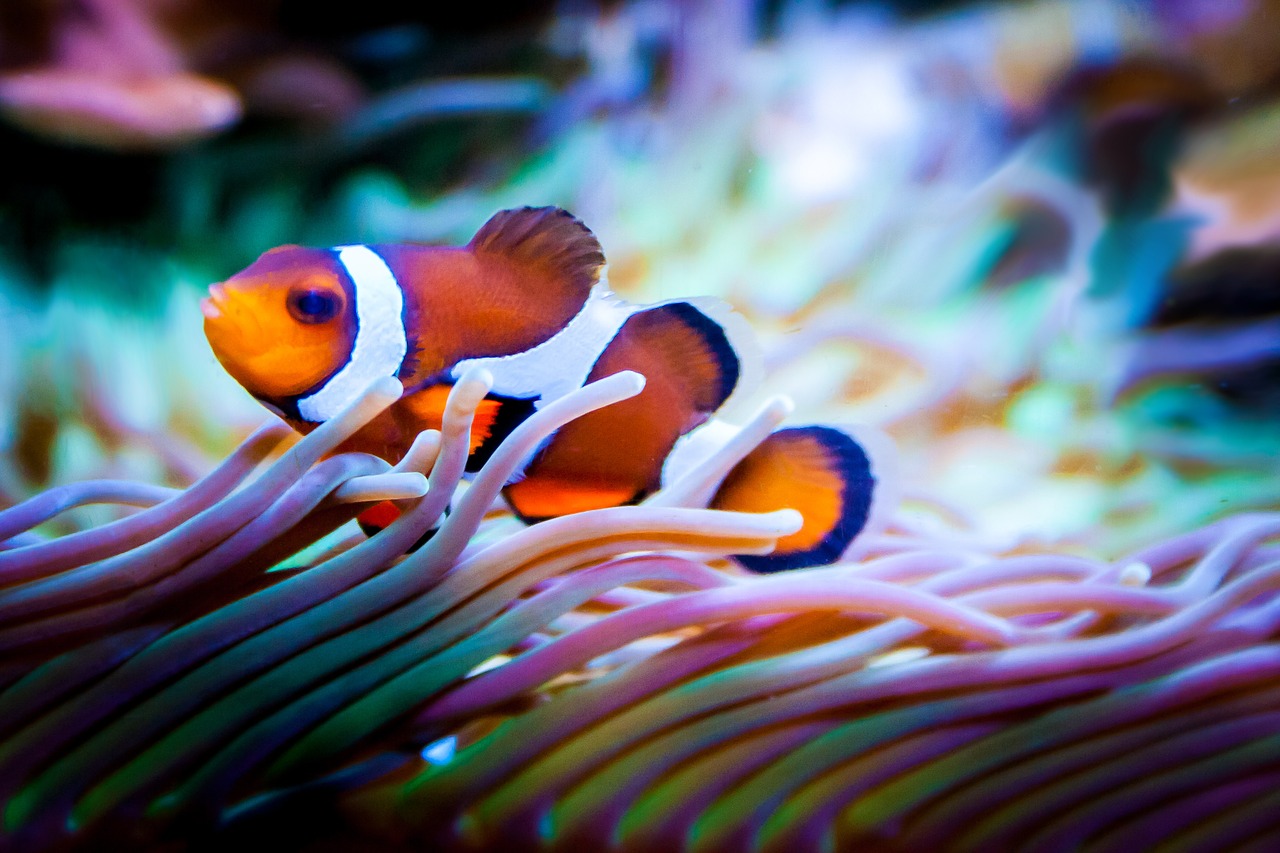 Image - fish aquarium nemo clownfish sea