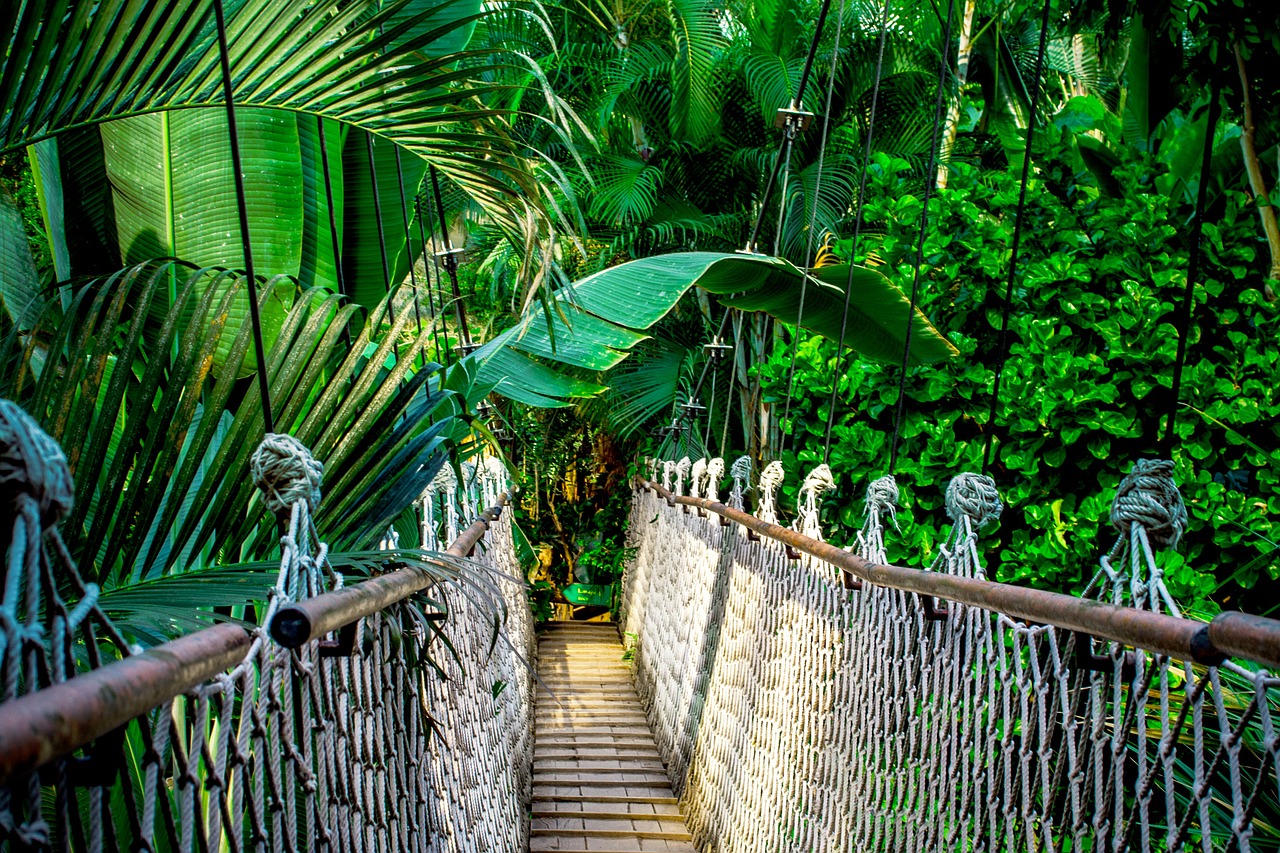 Image - tree treehouse suspension bridge