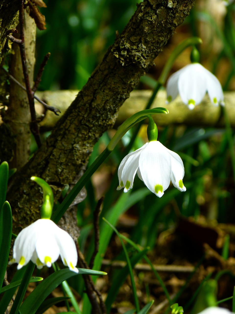 Image - snowflake fruehlingsknotenblume